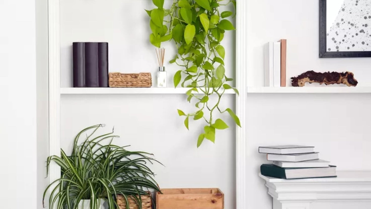 Real Simple hero image of white shelf with plants and books on it. 